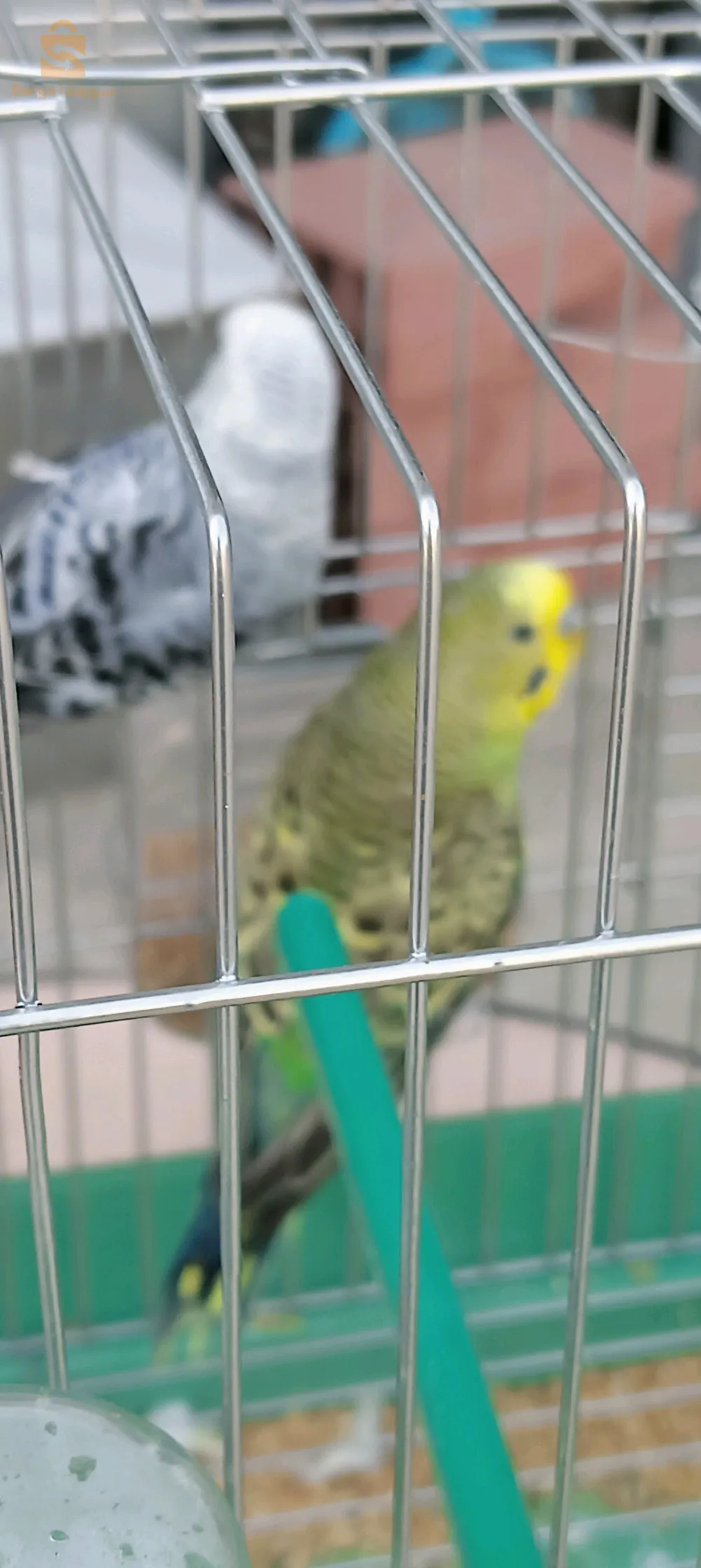 طيور البيريش budgie birds