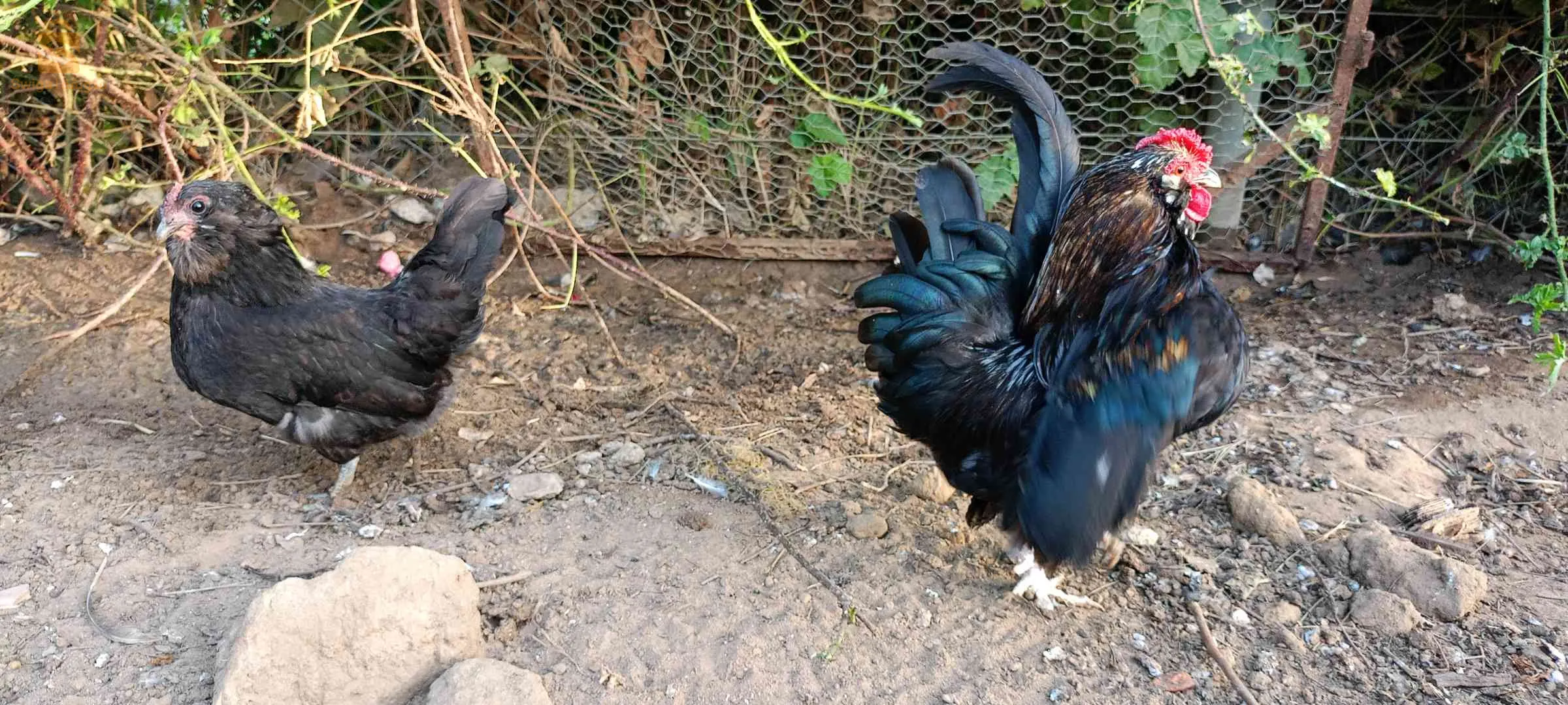 متوفر بيض دجاج الباربي دونفار