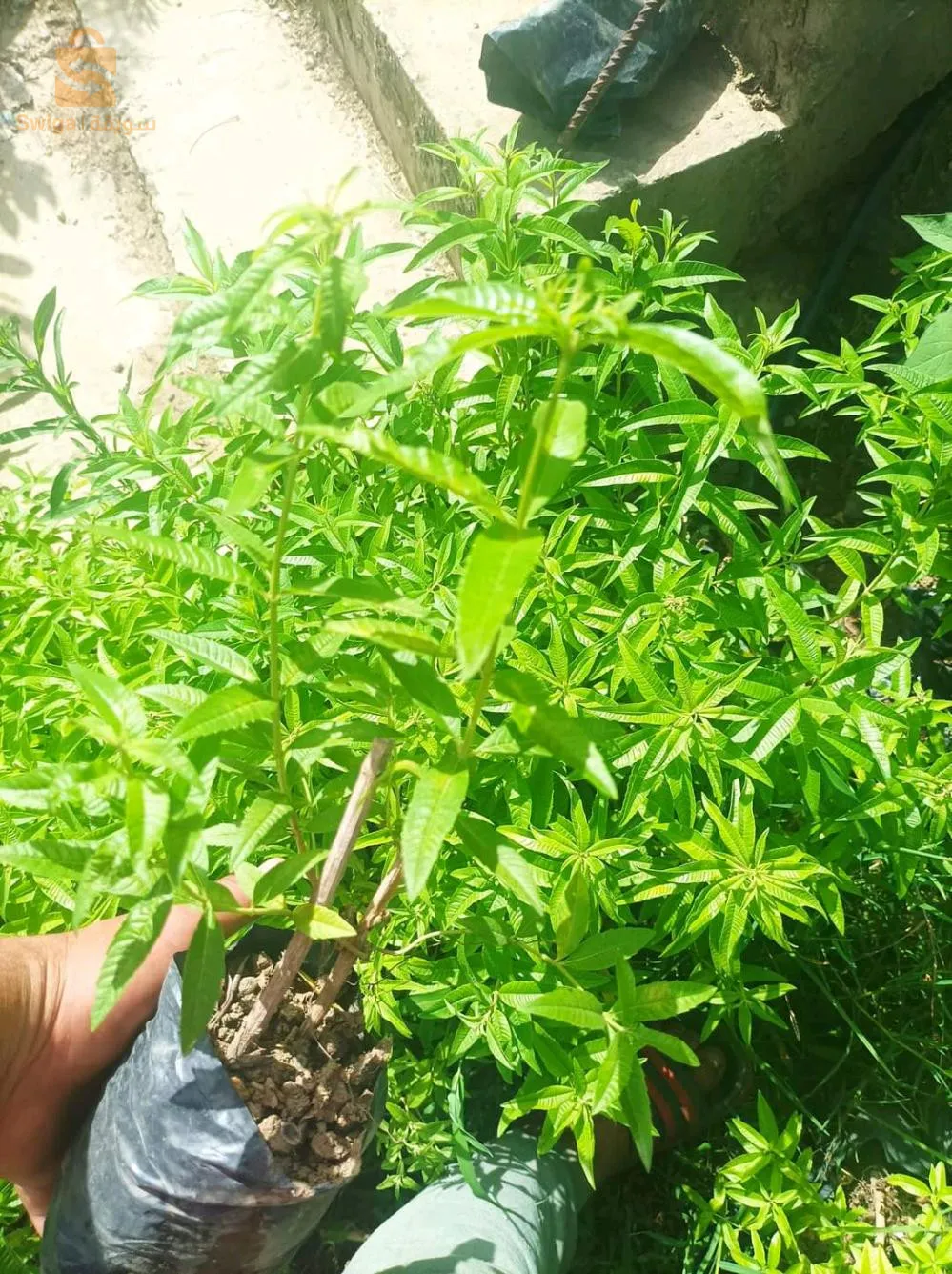 شتلات تزانة لويزة  جاهزة لنقل