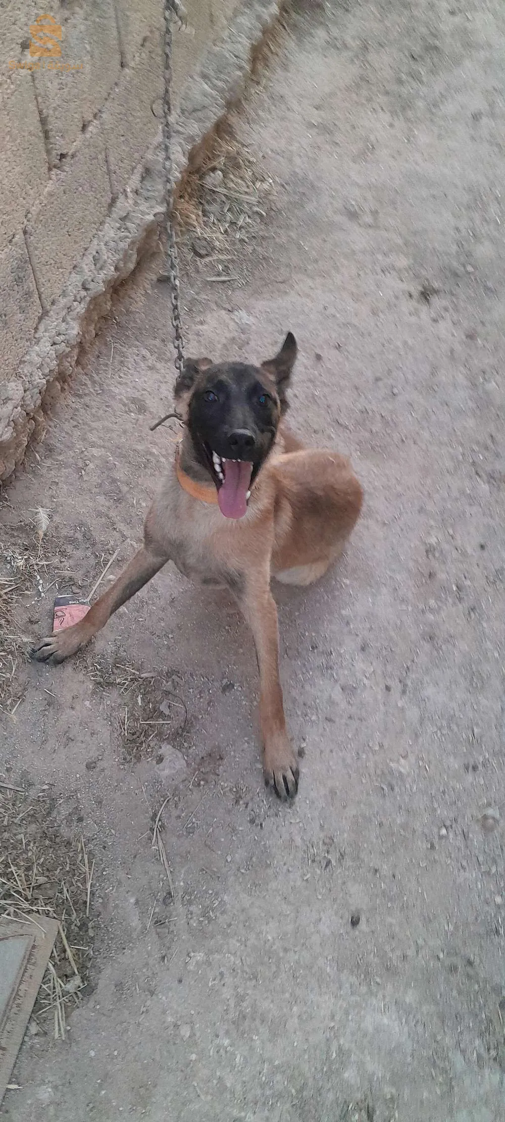 شارع الثورة