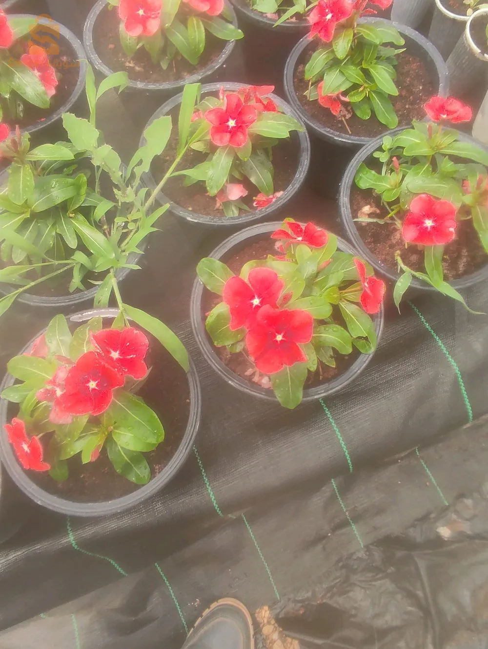 plantes à massif