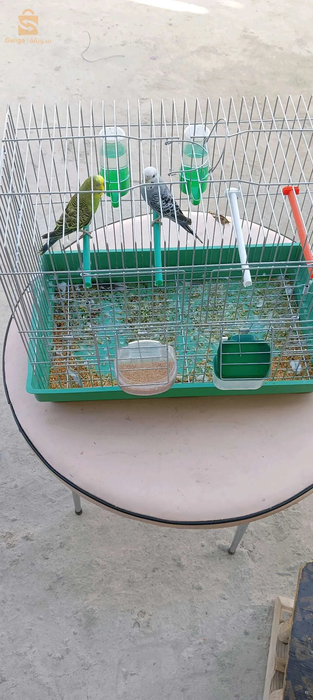 طيور البيريش budgie birds