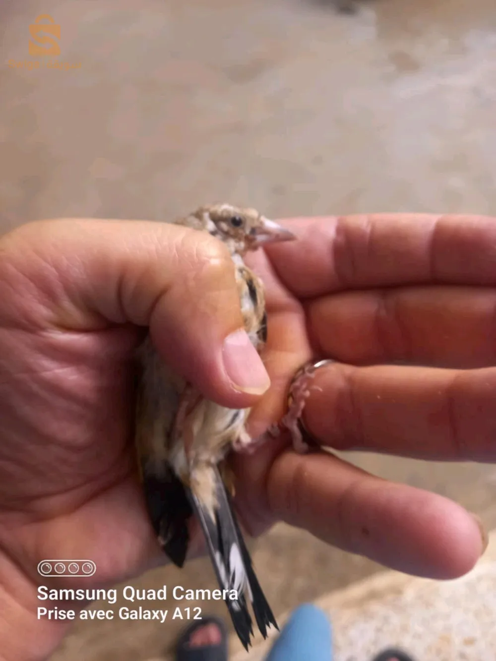 ليجان مخلطين مباقين بيع جملة 12 حبة متوفرة