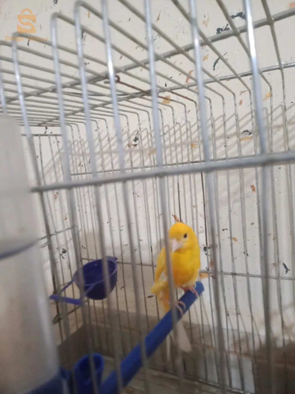 Un canari, si Dieu le veut