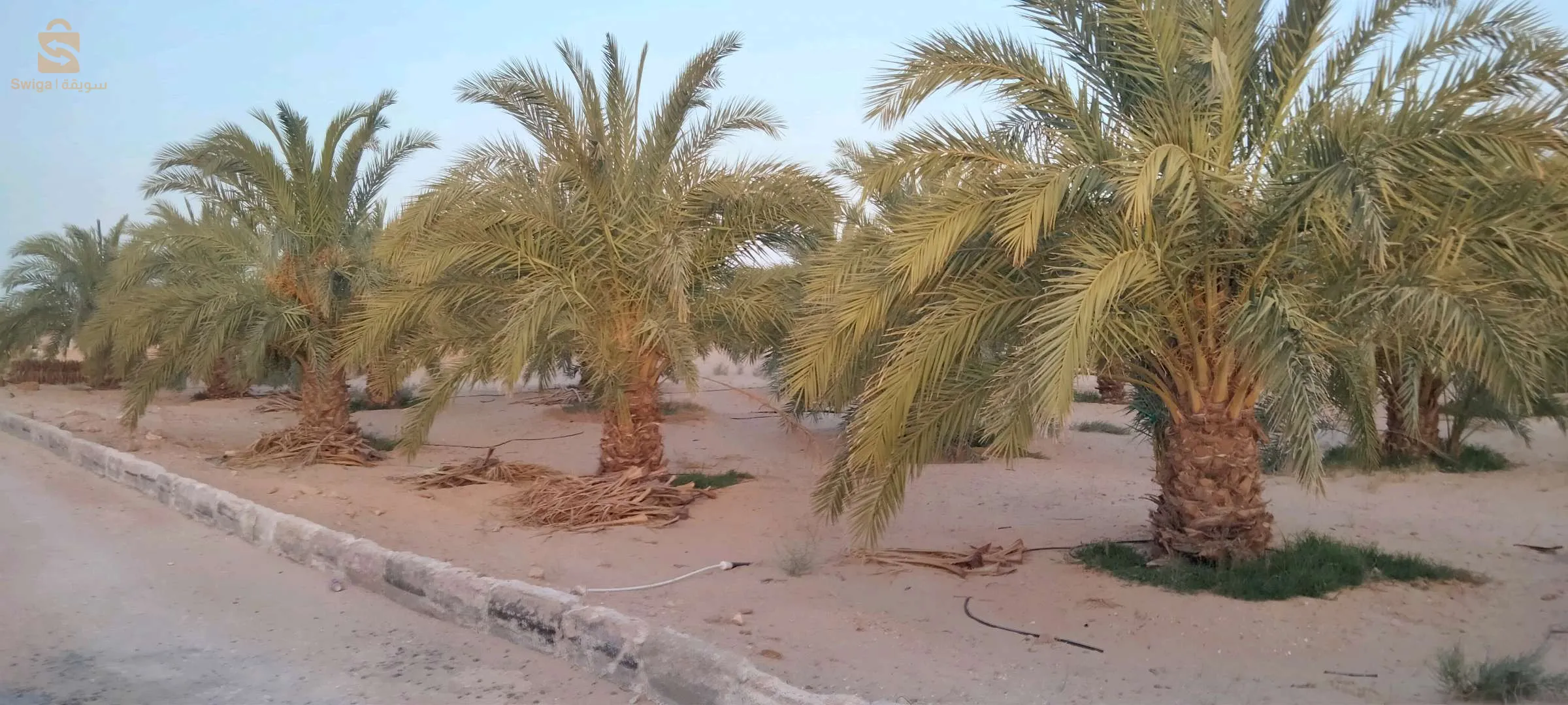 مزرعة للبيع