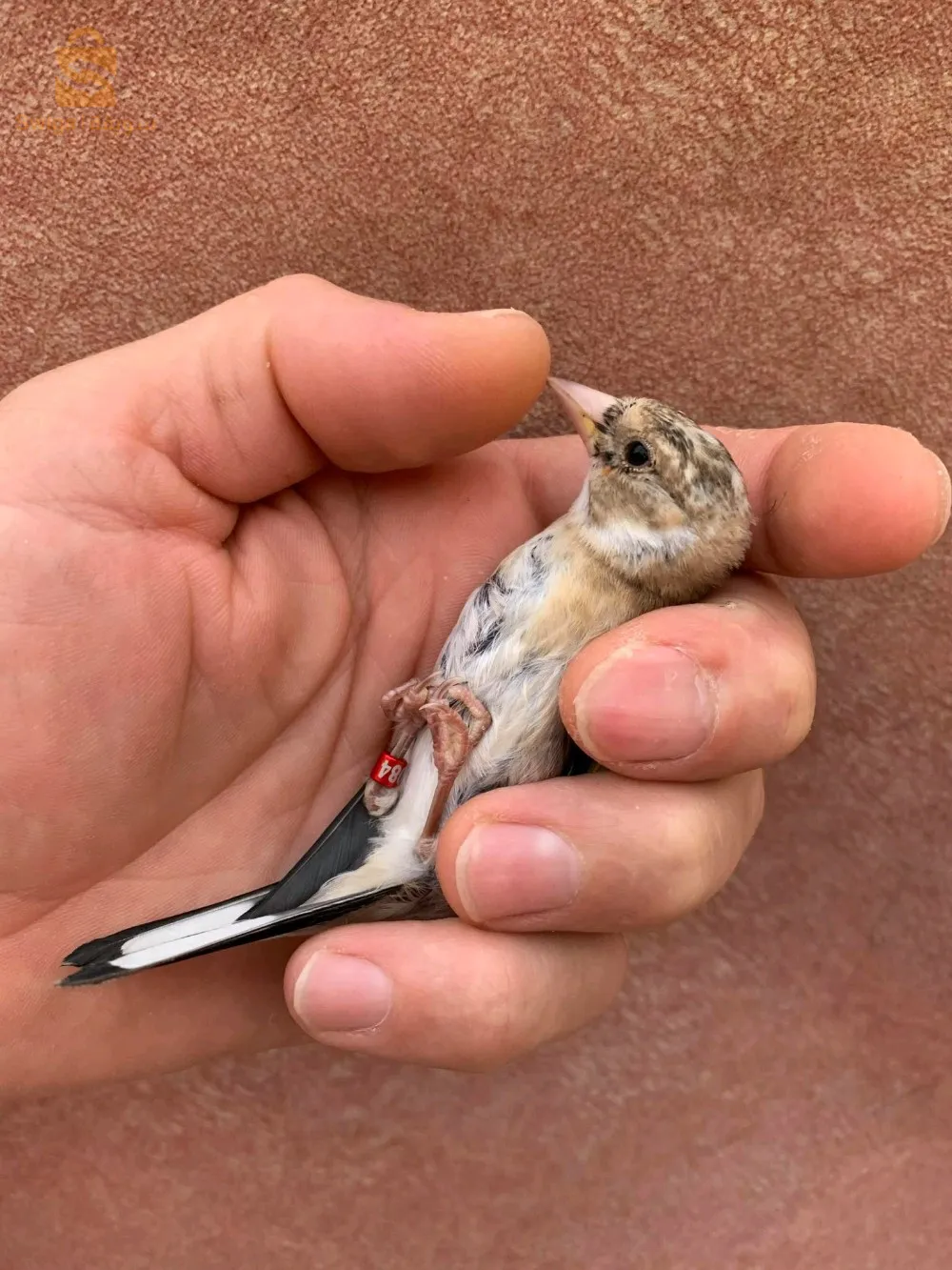 حامة بوزيان قسنطينة