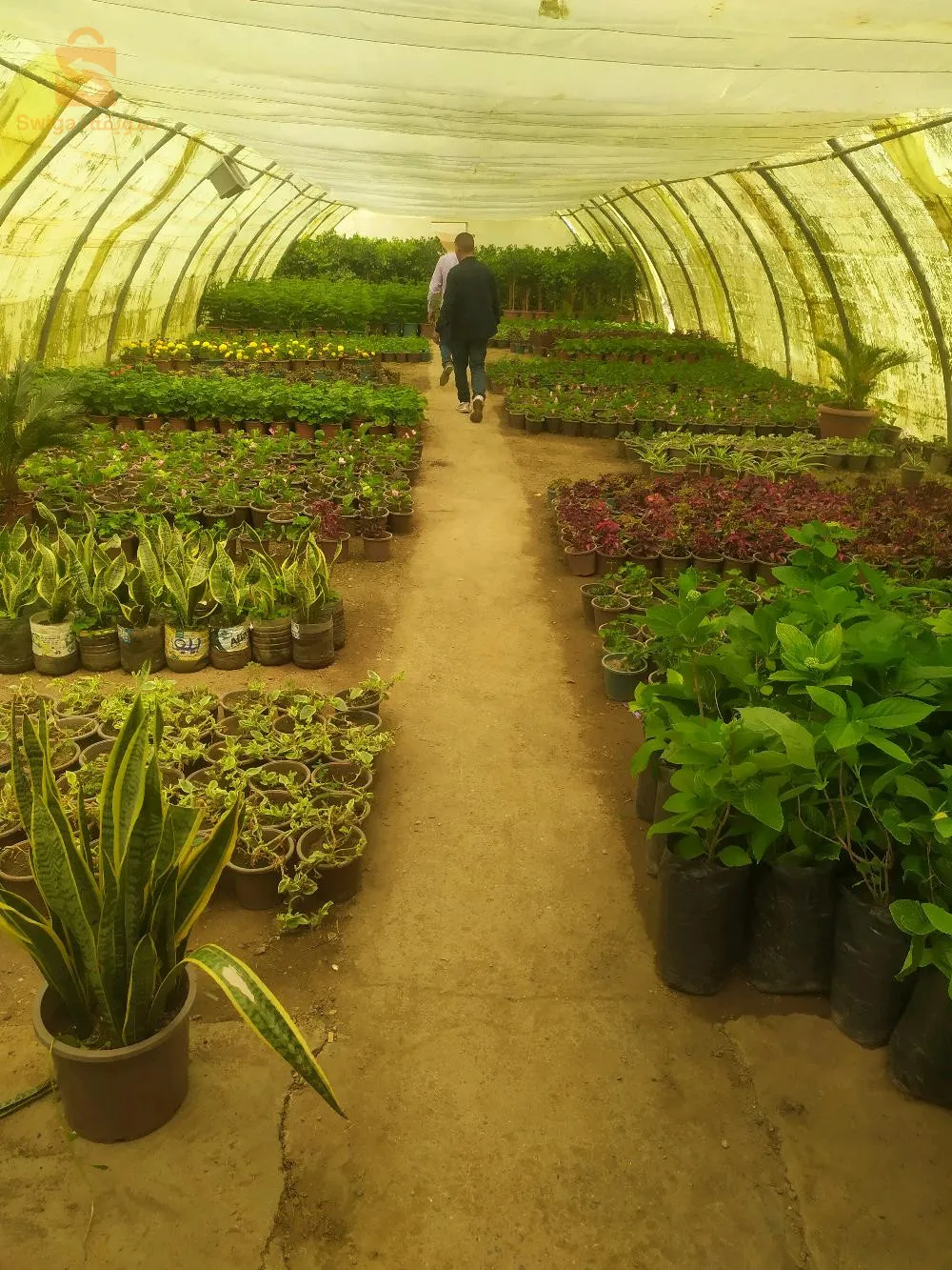 jardinerie