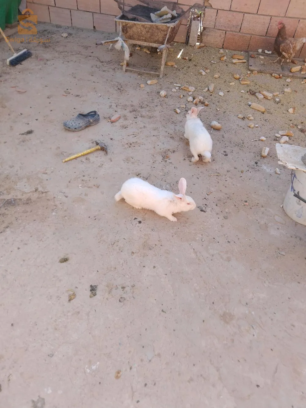 برواقية