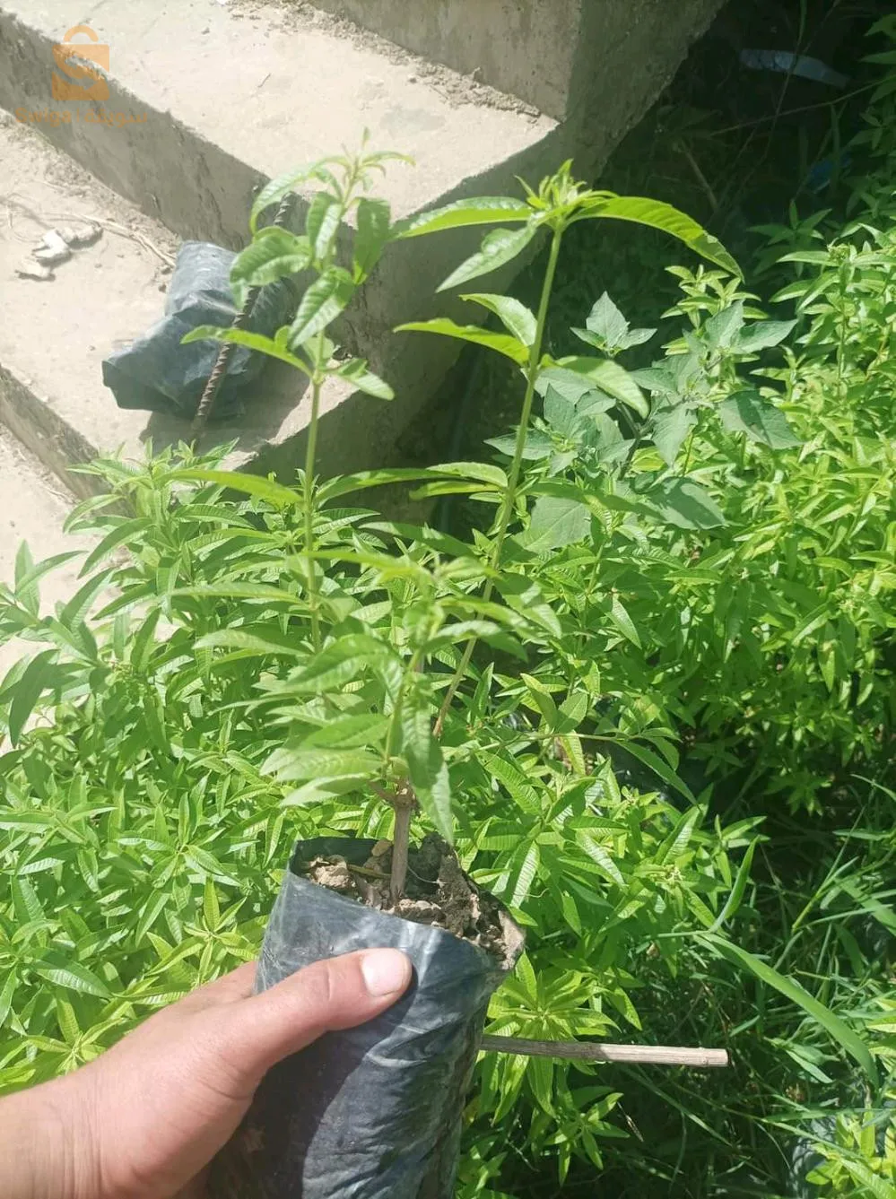 شتلات تزانة لويزة  جاهزة لنقل