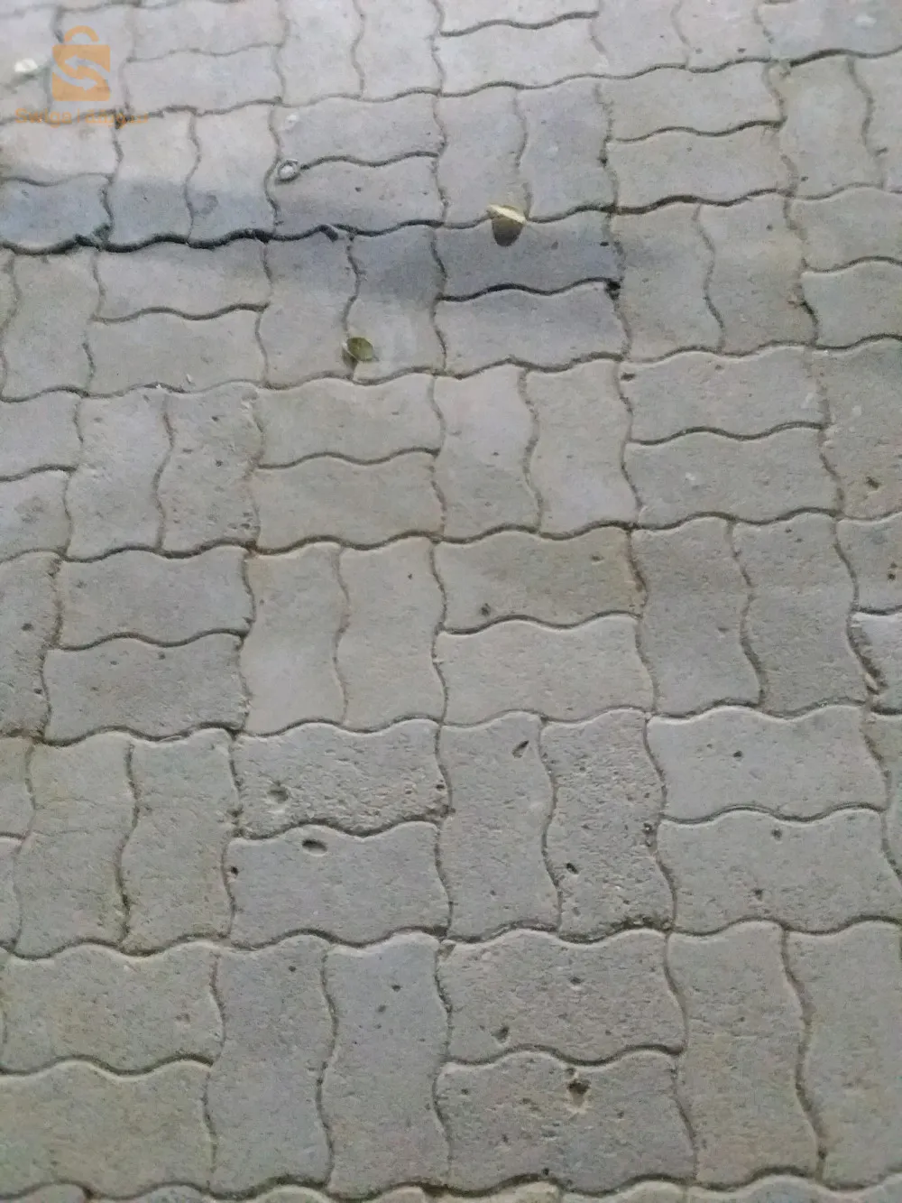 شقق ساحل