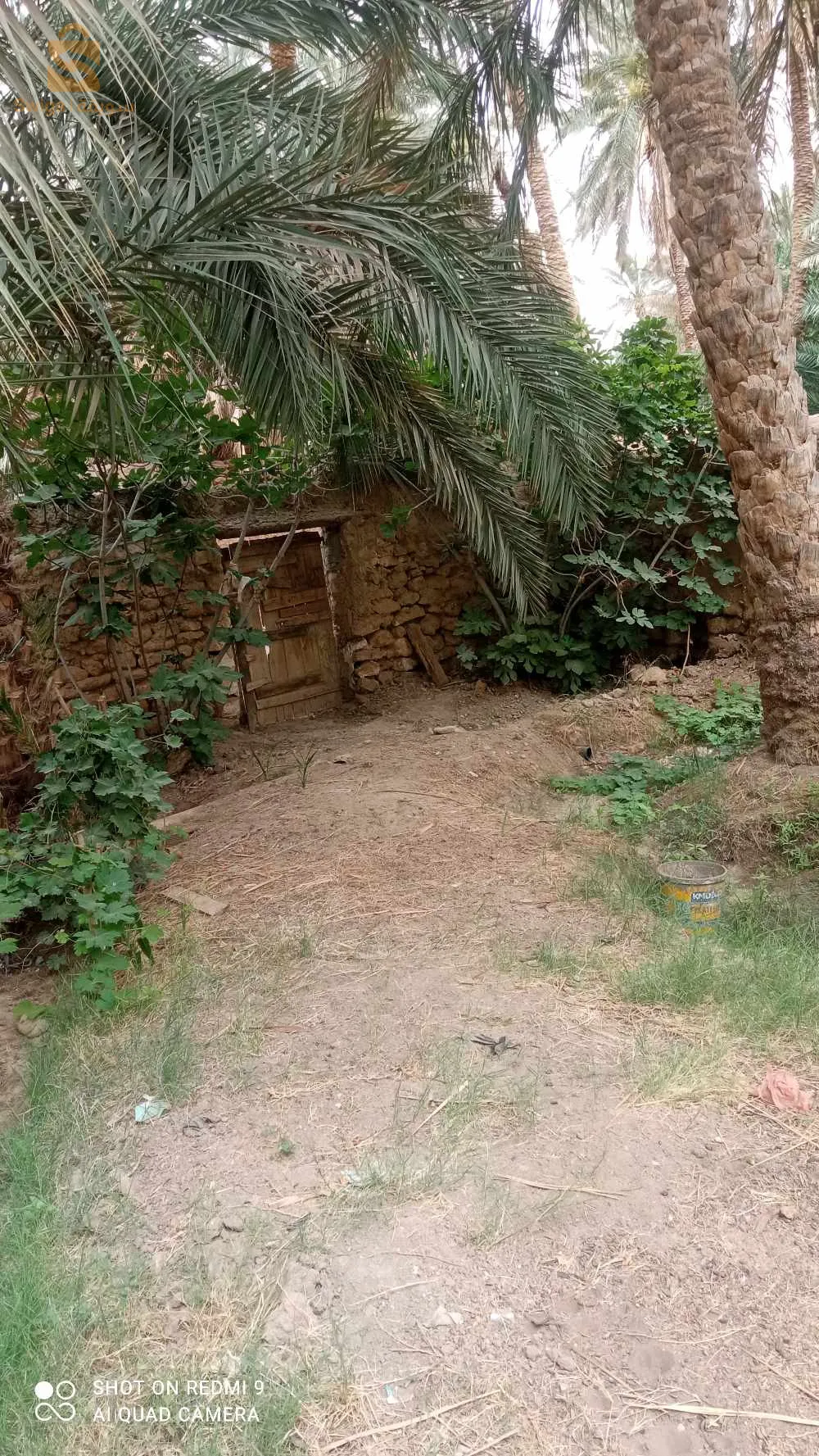 جنان للبيع في بلدية شتمة ولاية بسكرة فيه 36نخلة مخلطة كبيرة وصغيرة وشجرات قريب من الماء و الطريق وثائق تاعو عرفي لي يهمو الأمر يكلم ولي مش شاري مكلاه يبعثلي 0666519805