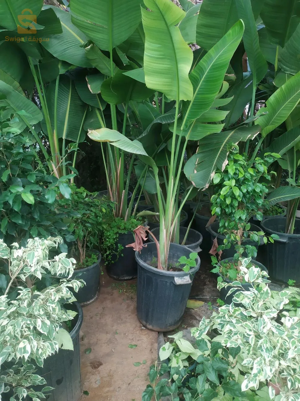 jardinerie