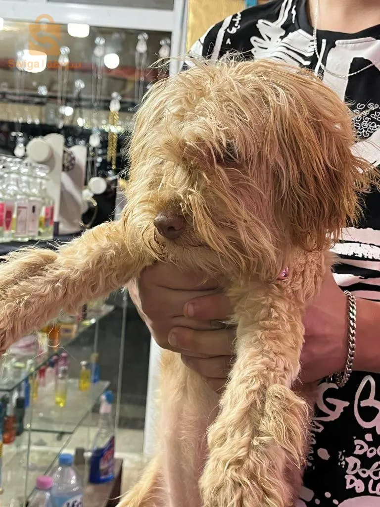 كانيش قلوشي خلاص
