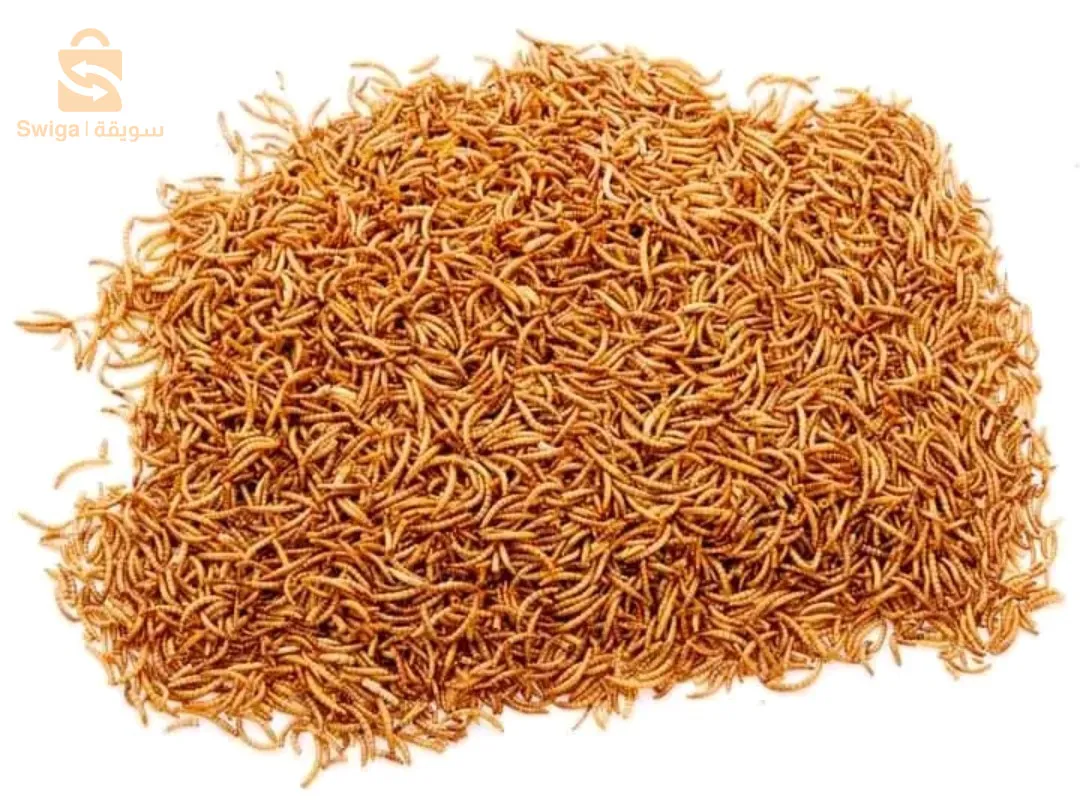 دود القبابي