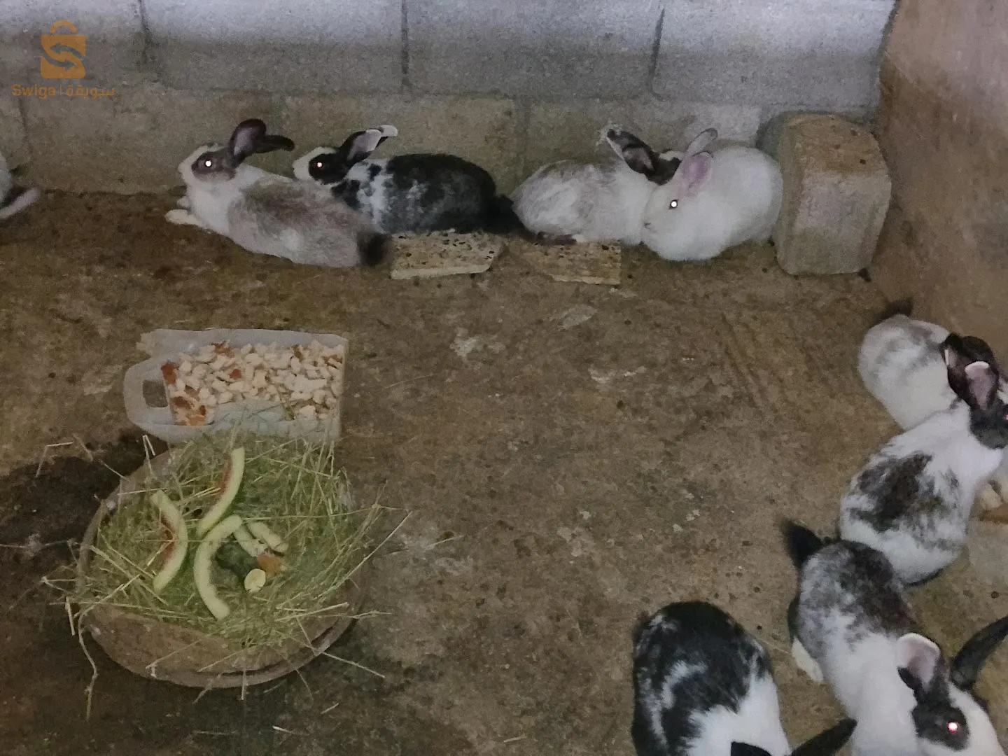 Lapins