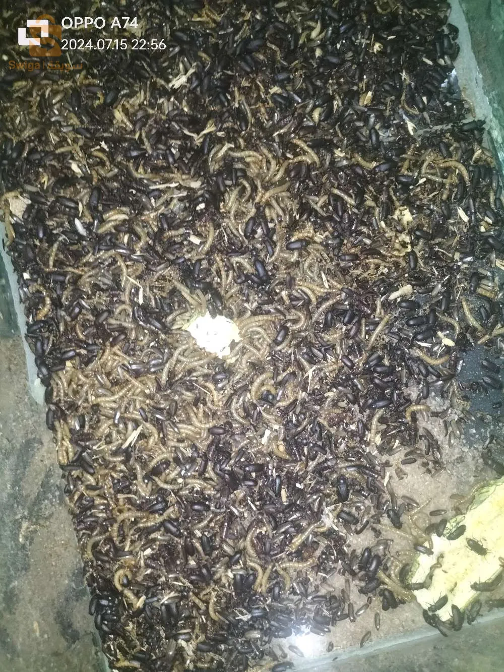 خنفساء و دود القبابي