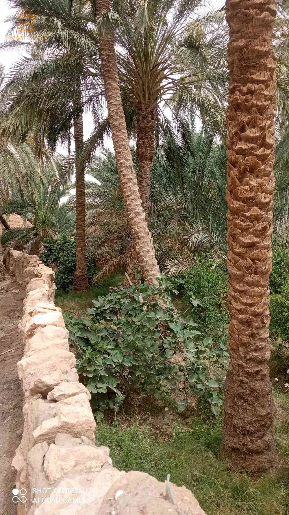 جنان للبيع في بلدية شتمة ولاية بسكرة فيه 36نخلة مخلطة كبيرة وصغيرة وشجرات قريب من الماء و الطريق وثائق تاعو عرفي لي يهمو الأمر يكلم ولي مش شاري مكلاه يبعثلي 0666519805