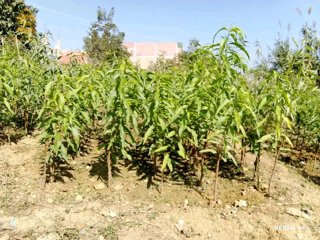 جميع اصناف خوخ ونكتارين