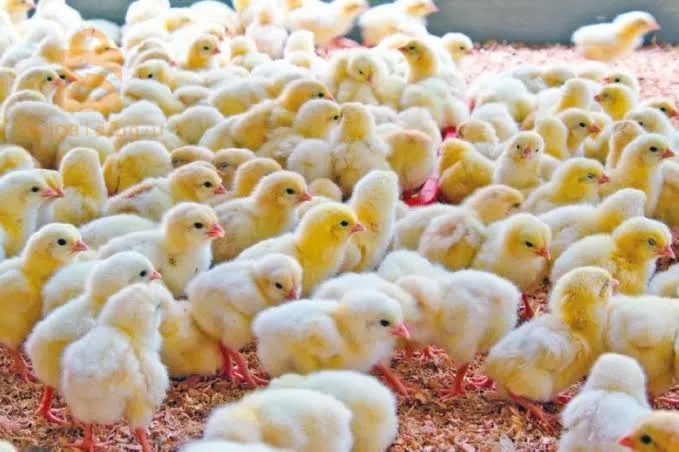 حي محمد خميستي