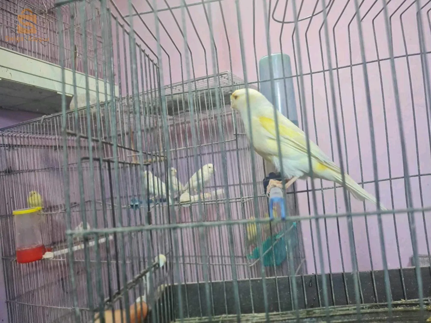 انثى موزاييك عيون حمراء