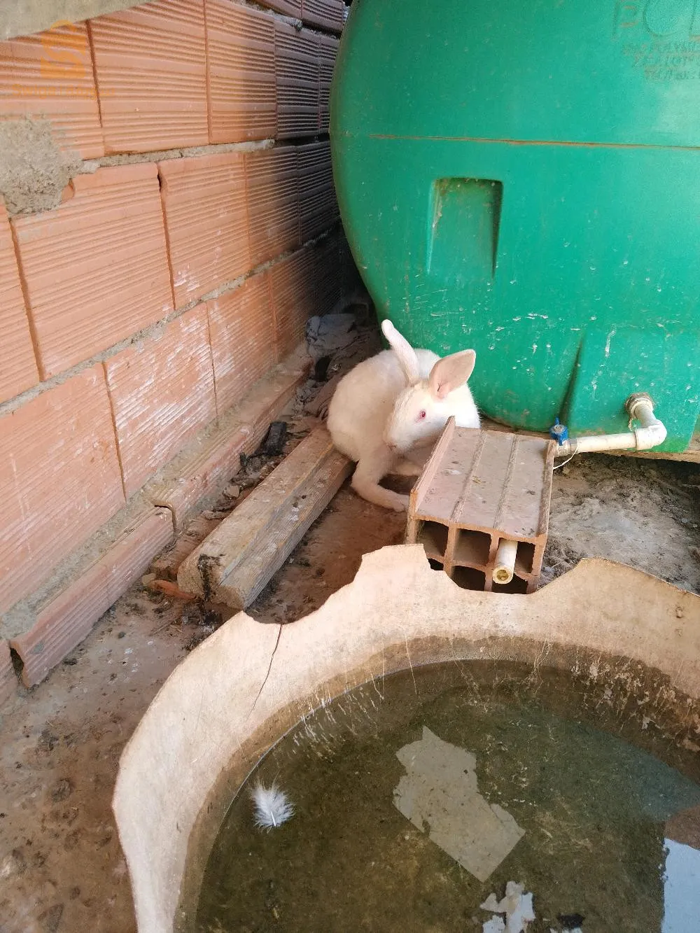 برواقية