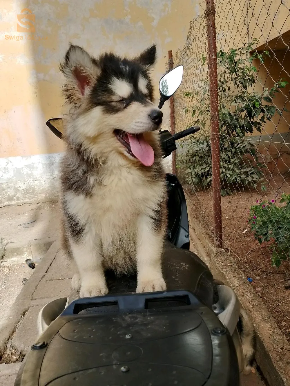 haski malamute
