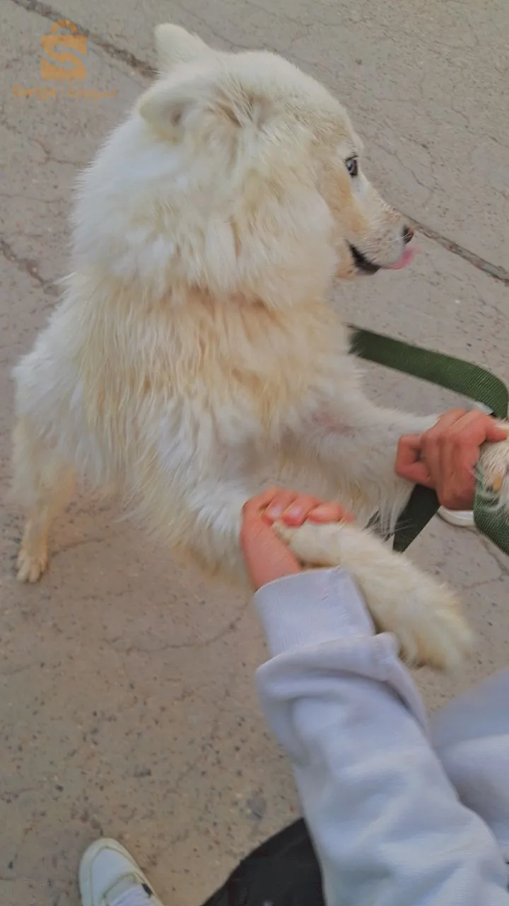 كلبة هاسكي فومال