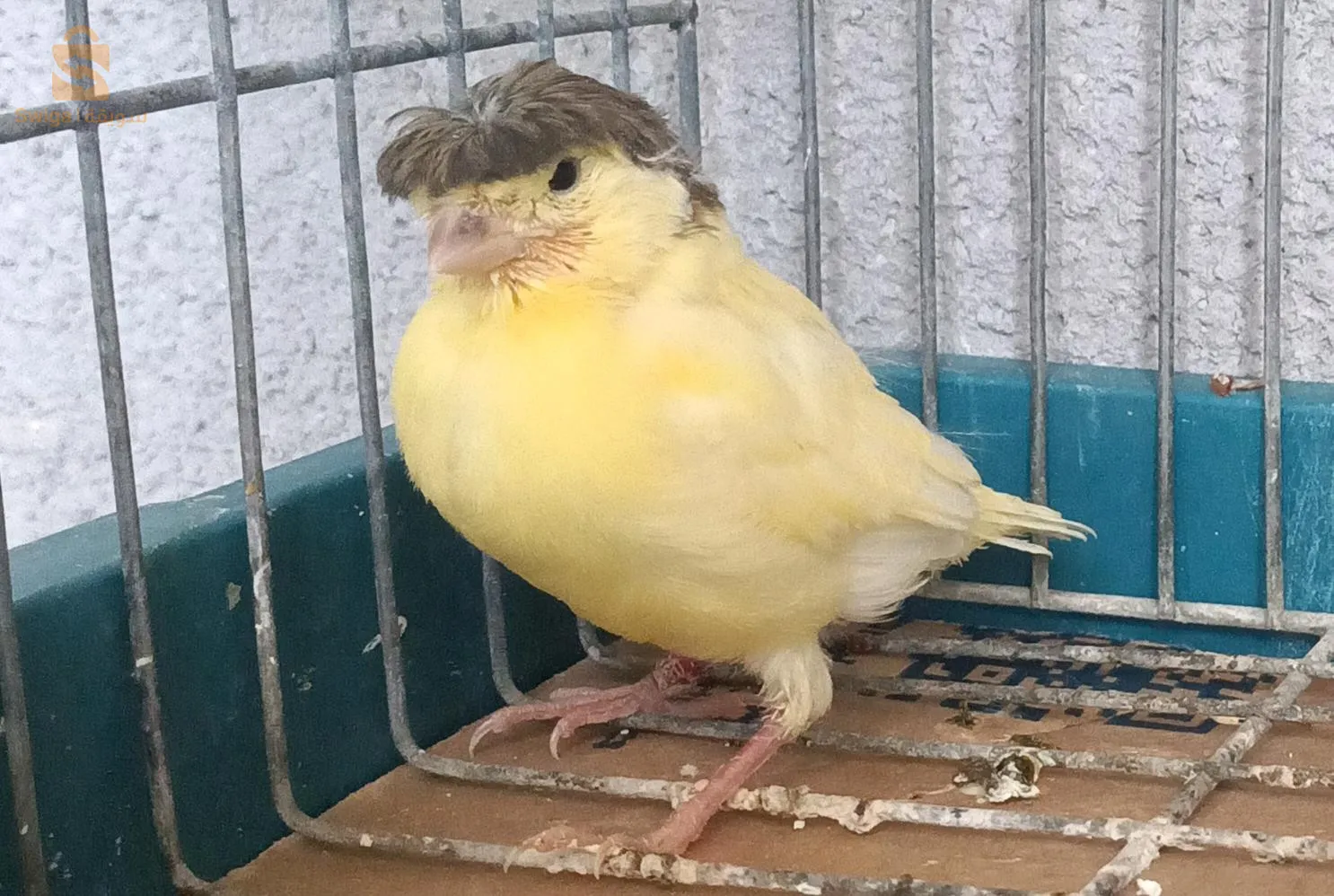 كناري غاوستر