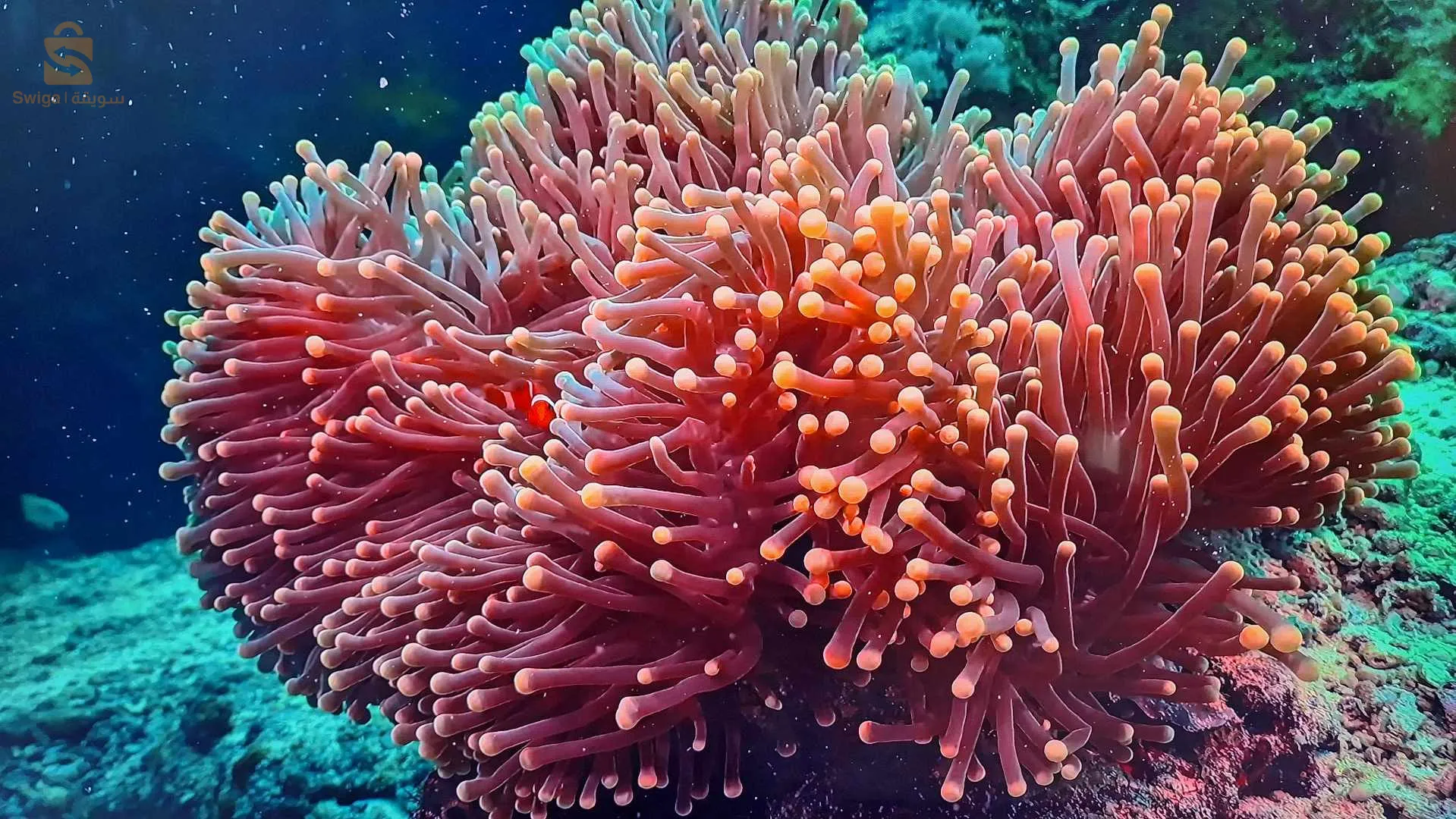 television iris extra plat 4k 55pouce