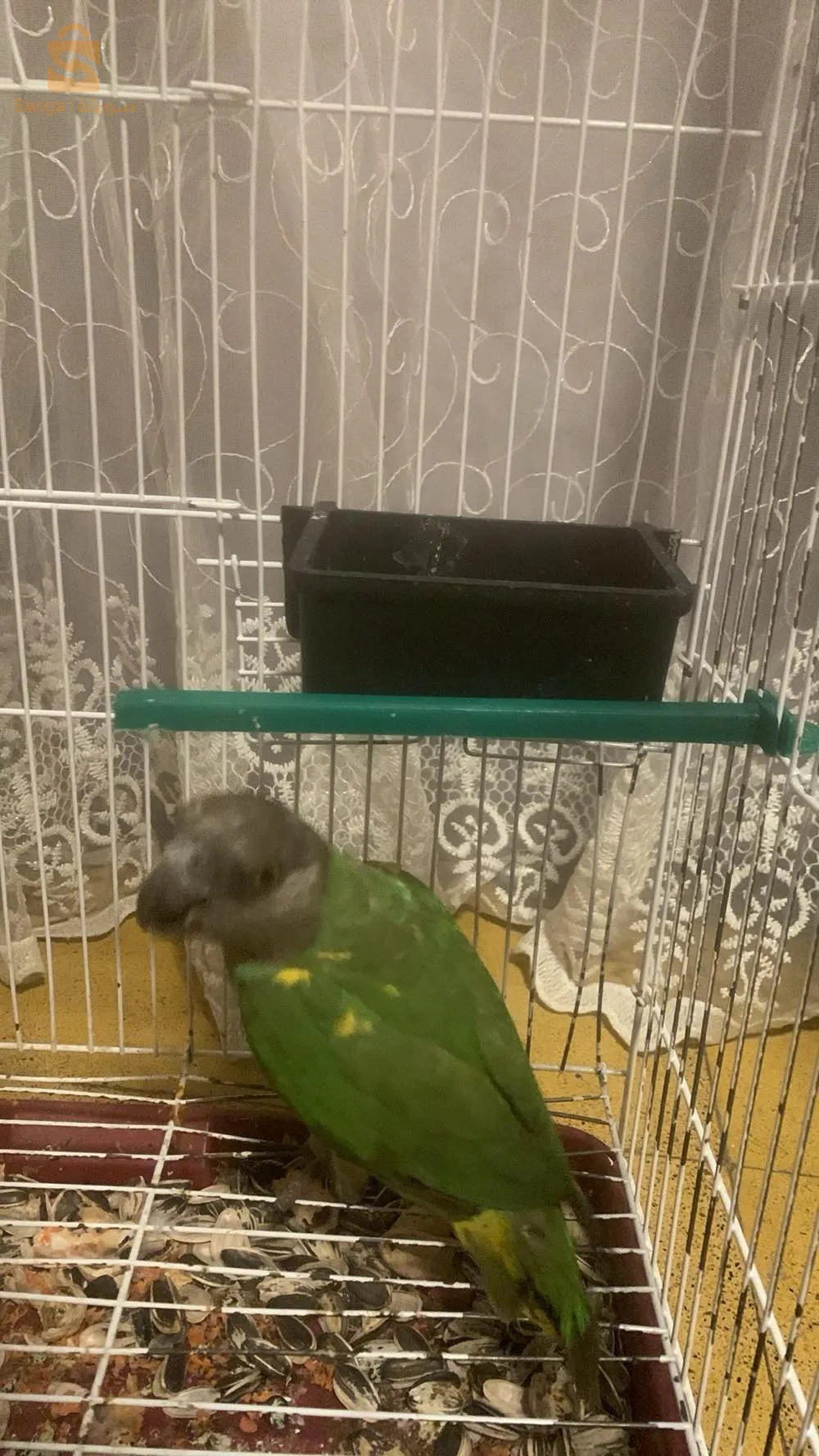 يويو سنغالي مشي مدرسي جاهز لتزاوج