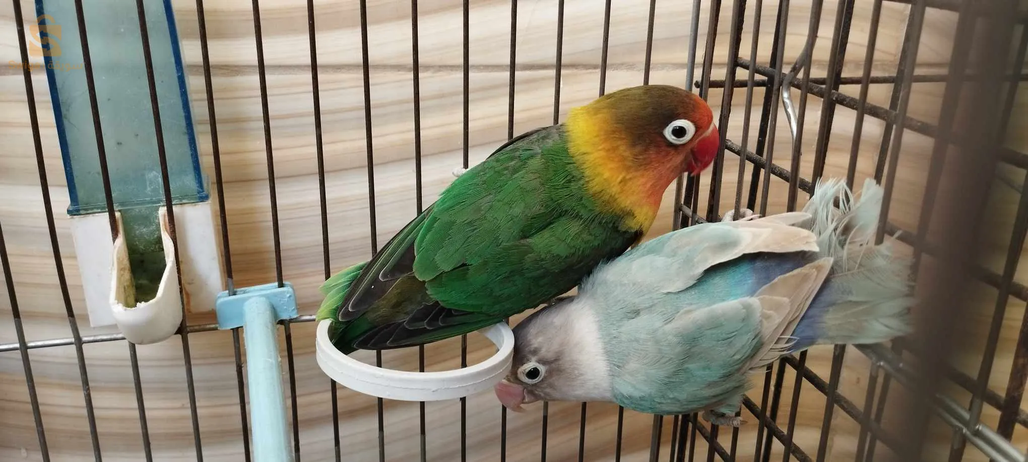 كوبل انسيبارابل من نوع فيشر بصحة جيدة