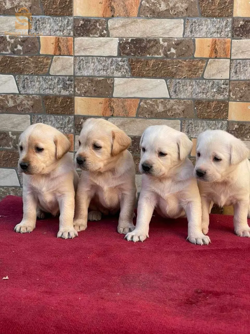 labrador retriever