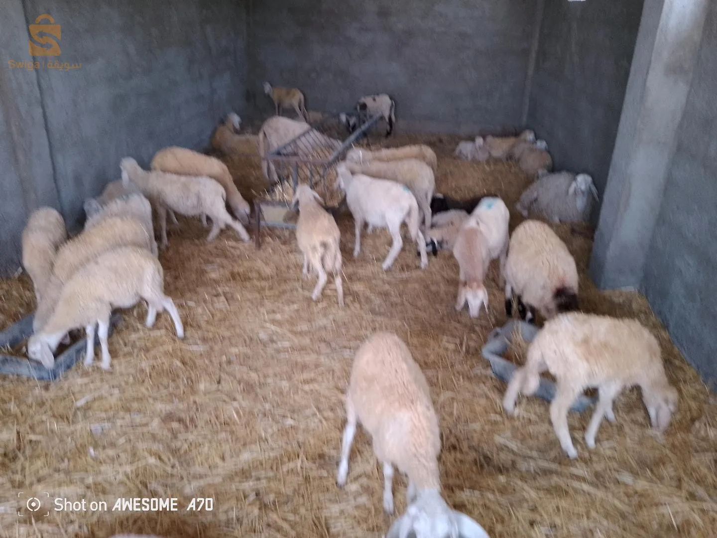 بلدية تيكستار ولاية برج بوعريريج