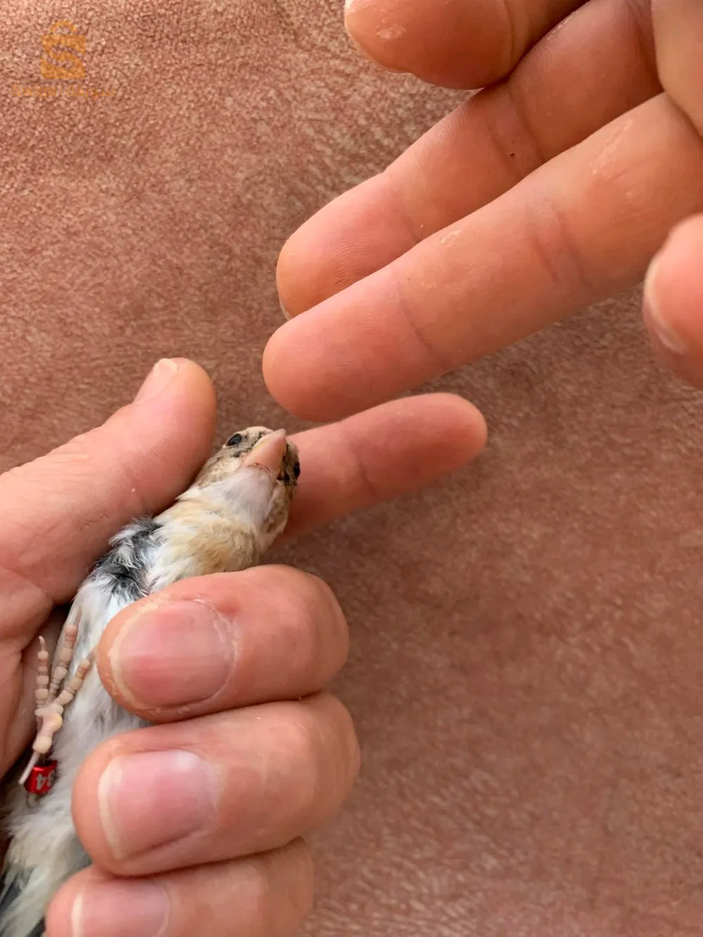 حامة بوزيان قسنطينة