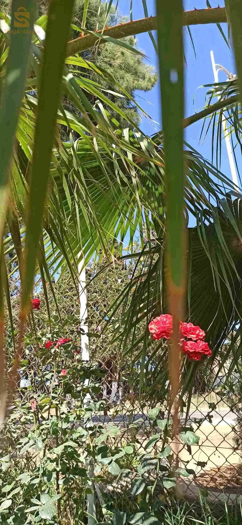 حدائق