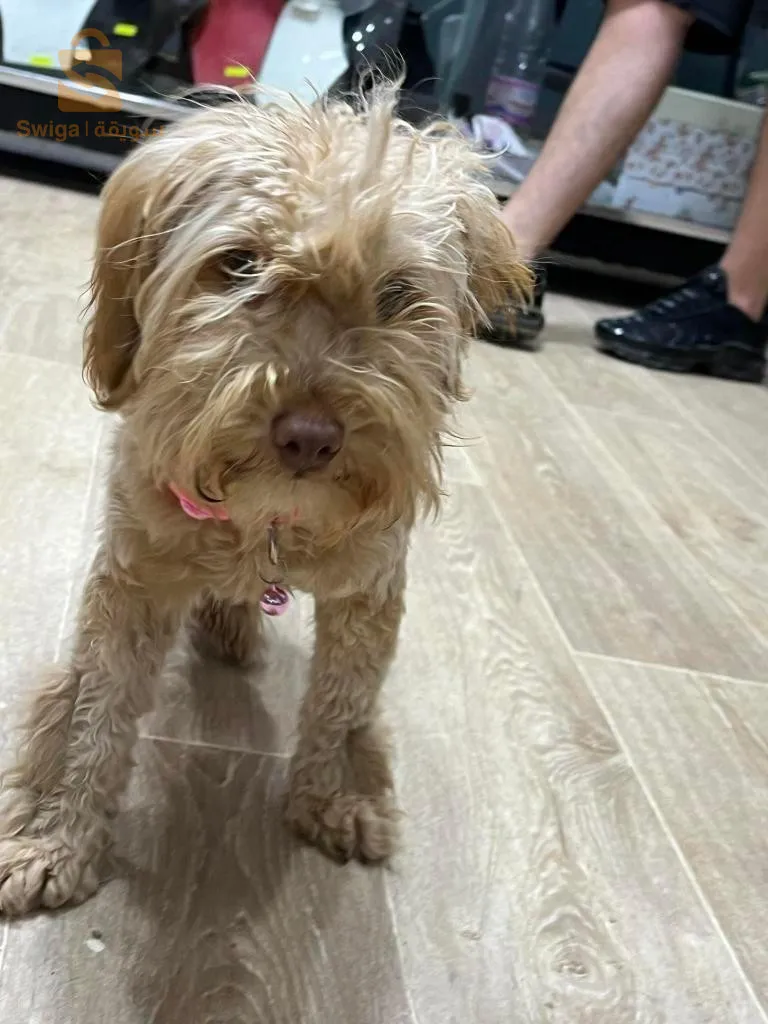 كانيش قلوشي خلاص