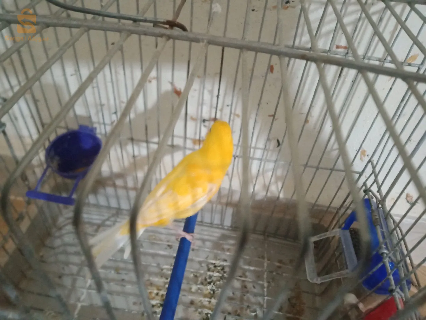 A canary bird, God willing