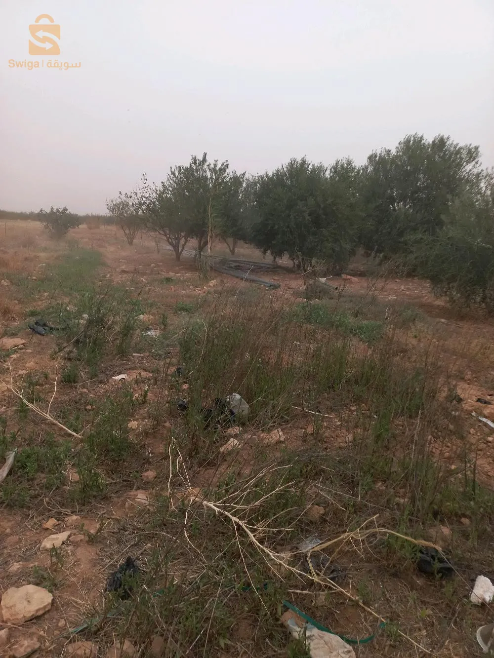 عين وسارة