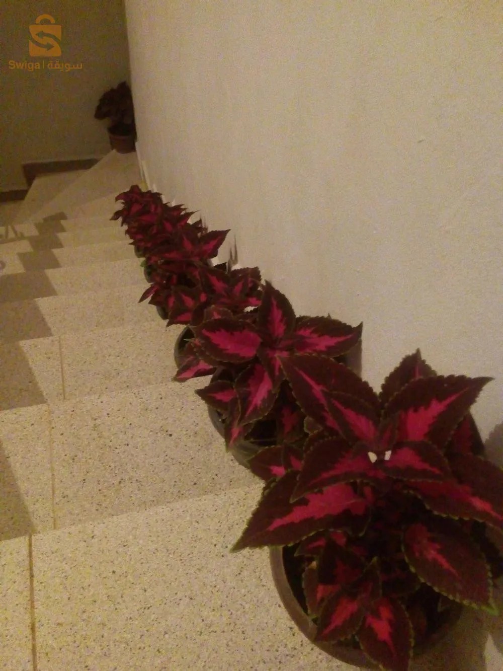 Al-Akhwa district, Haj Kaddour, Ain Al-Dafla (Al-Barrak)