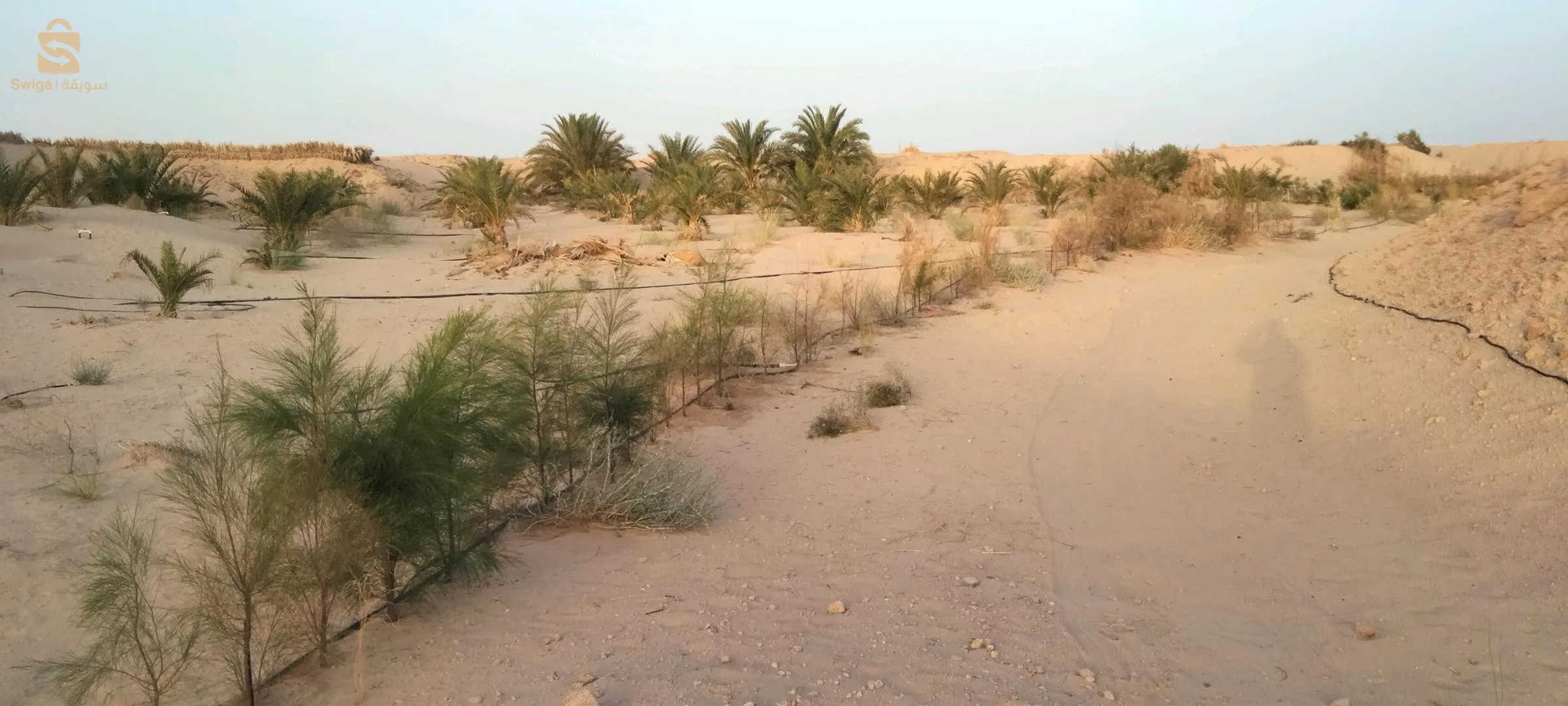 مزرعة للبيع