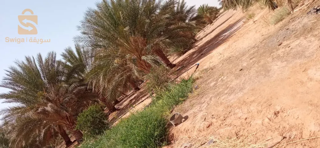 ورقلة عوينة موسى