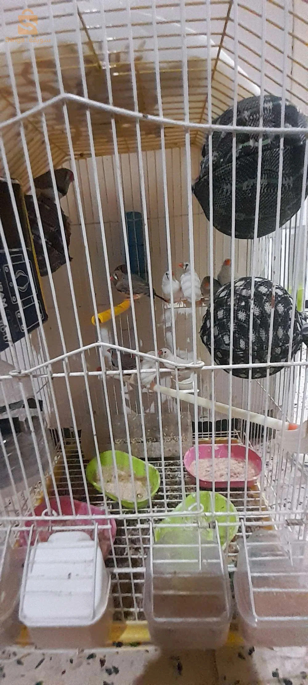 كاين 6 كوبلات زيبرا راح يحطو البيض سومو مفيد 
0671486633