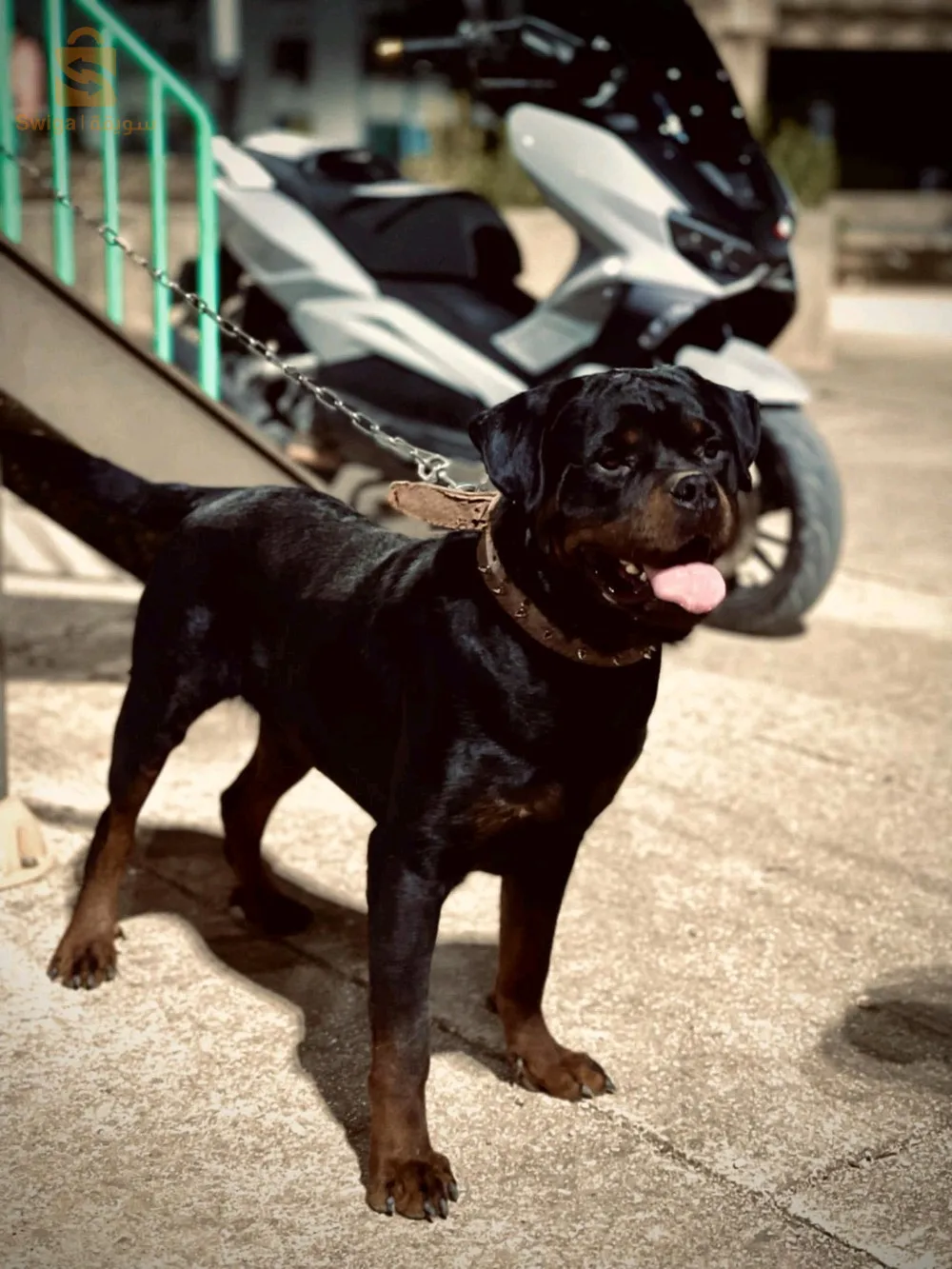 rottweiler serbian