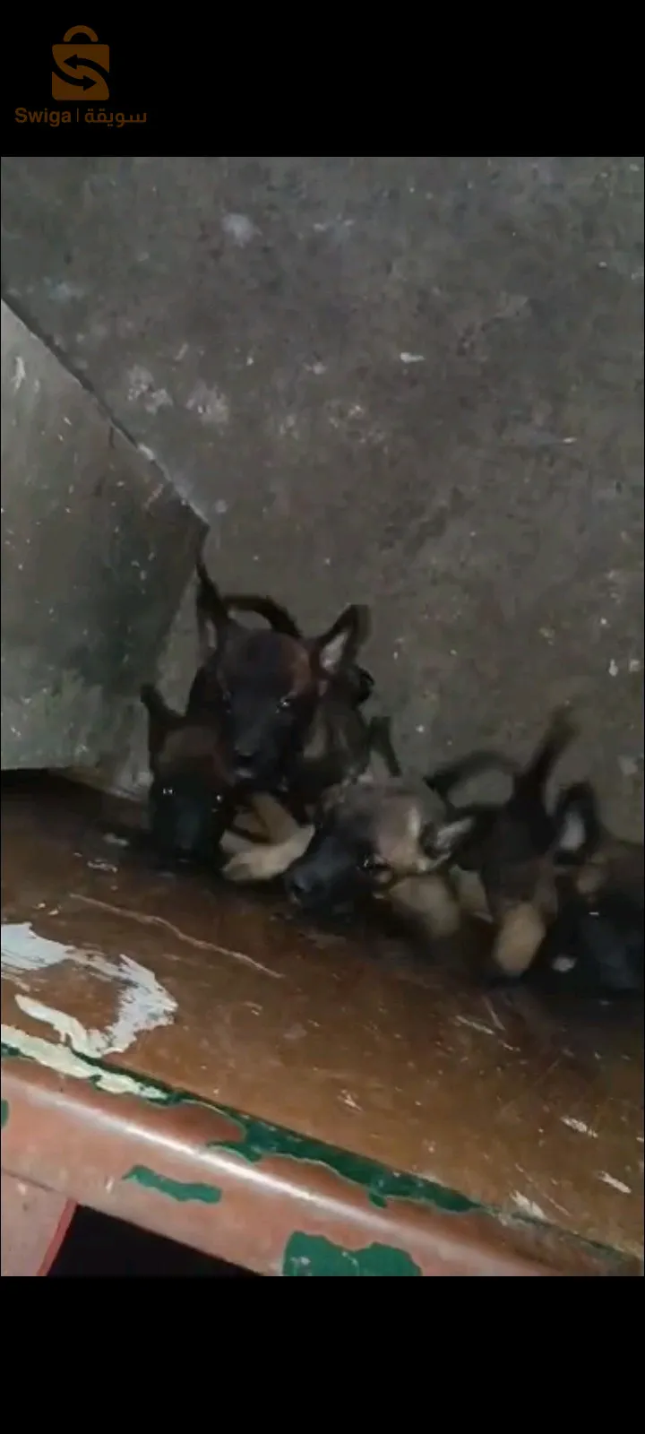 كلاب مالينوا نبيع ولا نبدل بطويرات[ 0663624303]