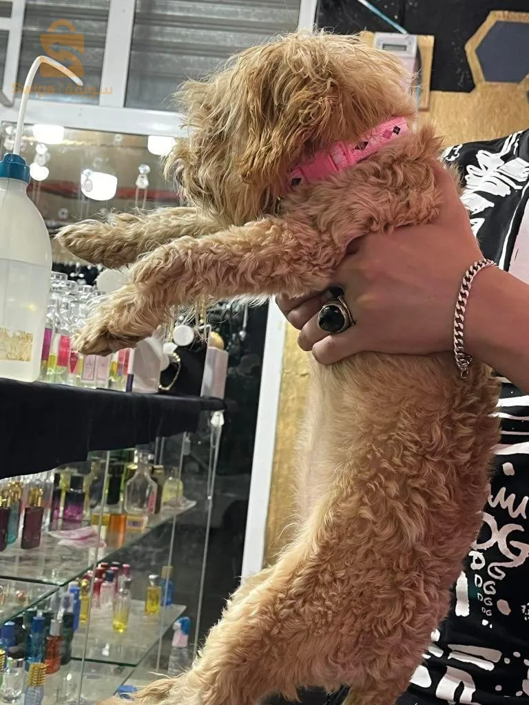 كانيش قلوشي خلاص