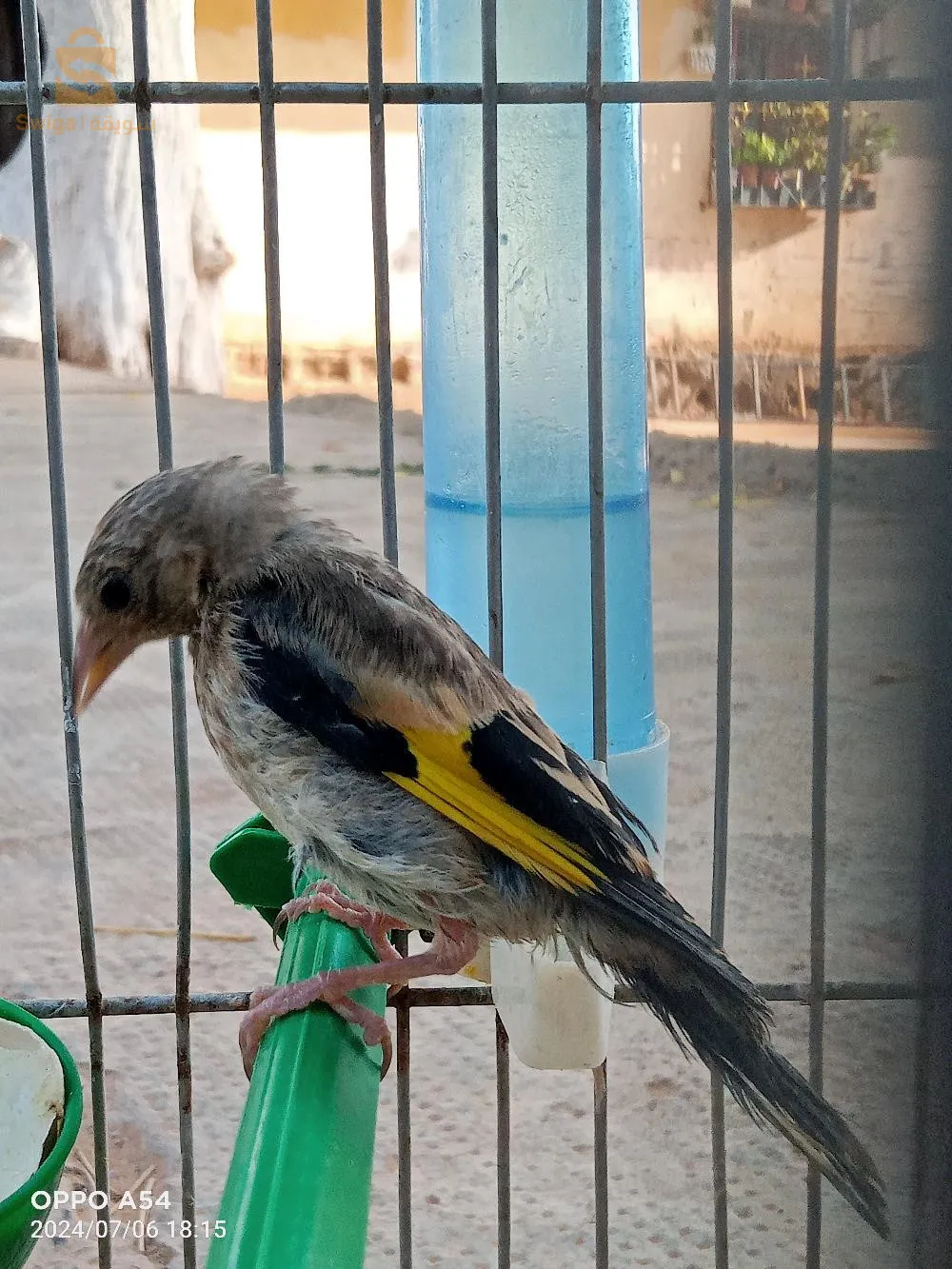 مراد حجوط تيبازة