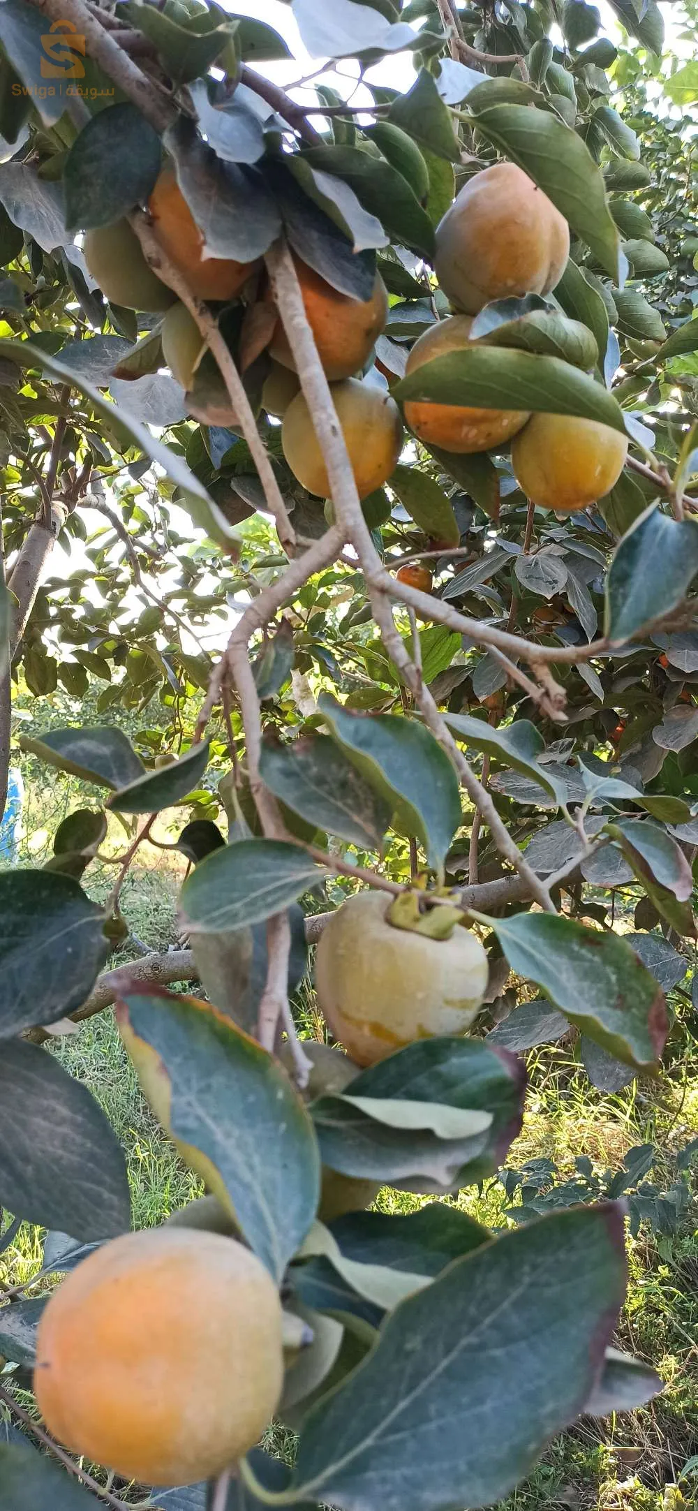 حدائق
