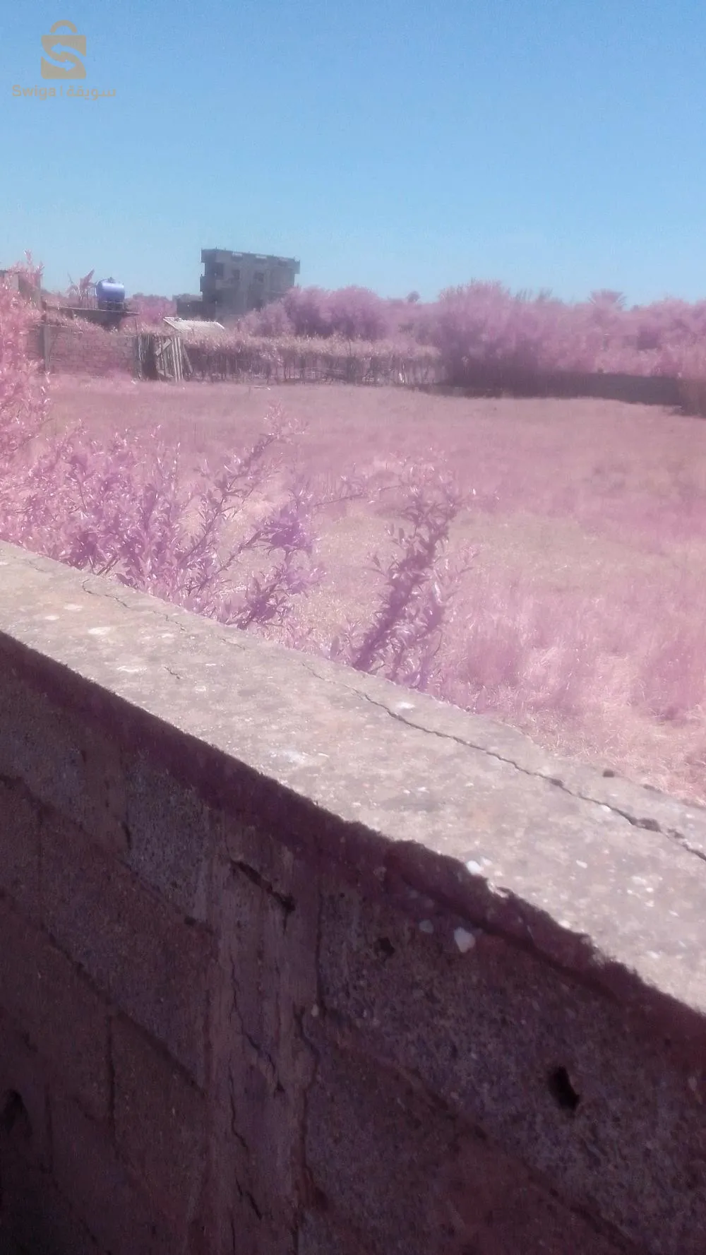 بوامردس. زموري