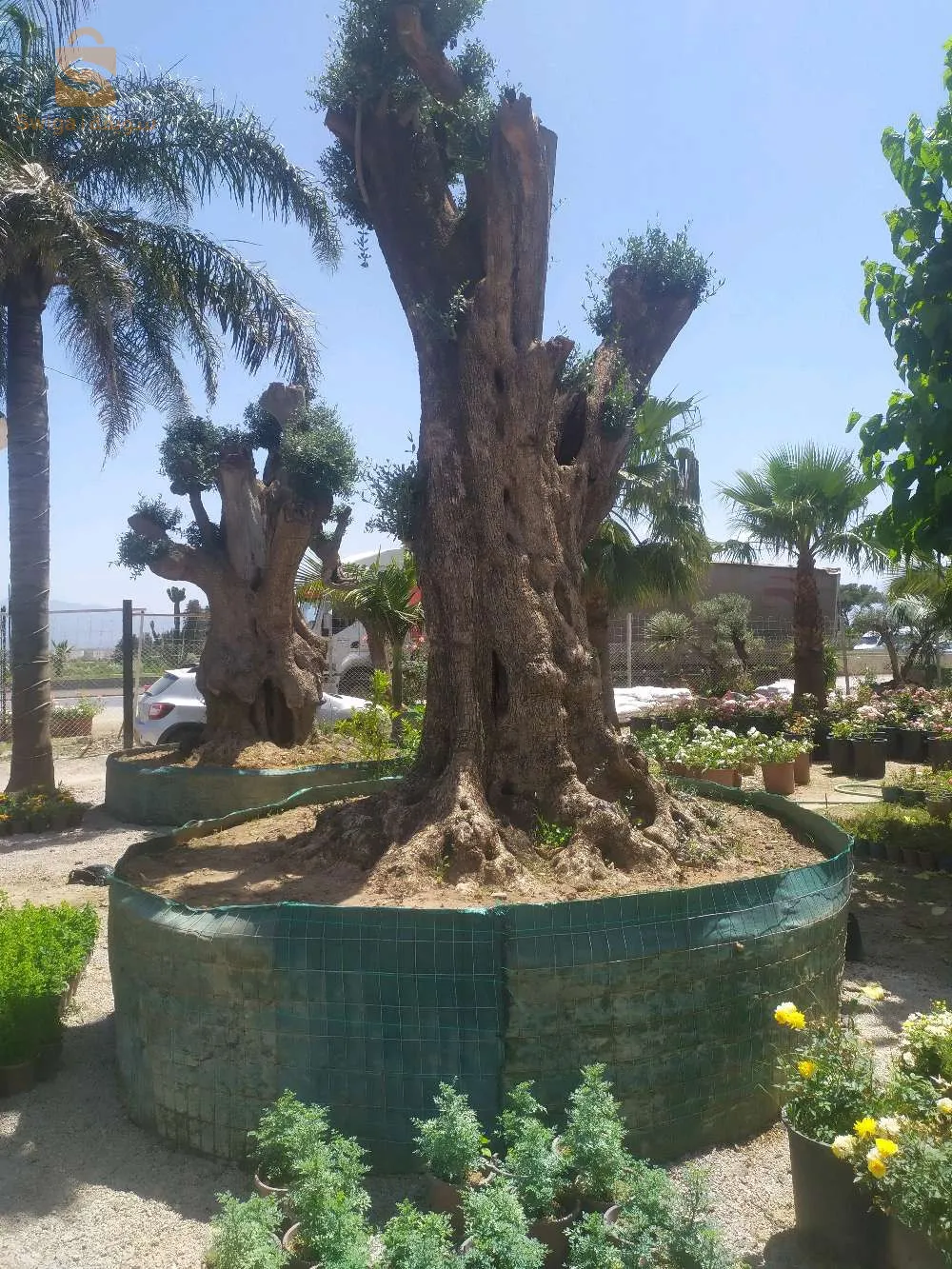 jardinerie