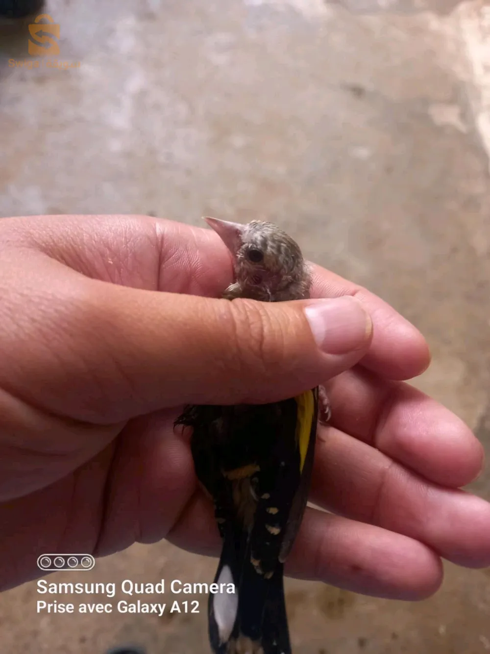 ليجان مخلطين مباقين بيع جملة 12 حبة متوفرة